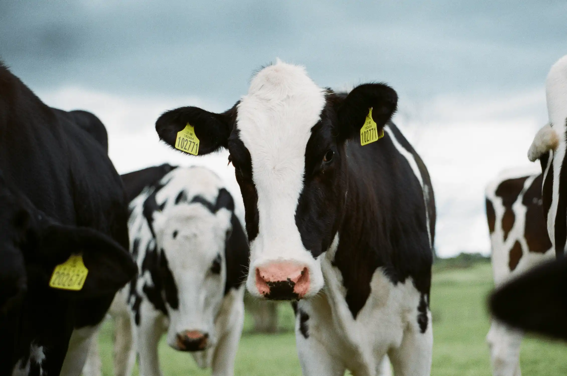 Dairy herd in the field